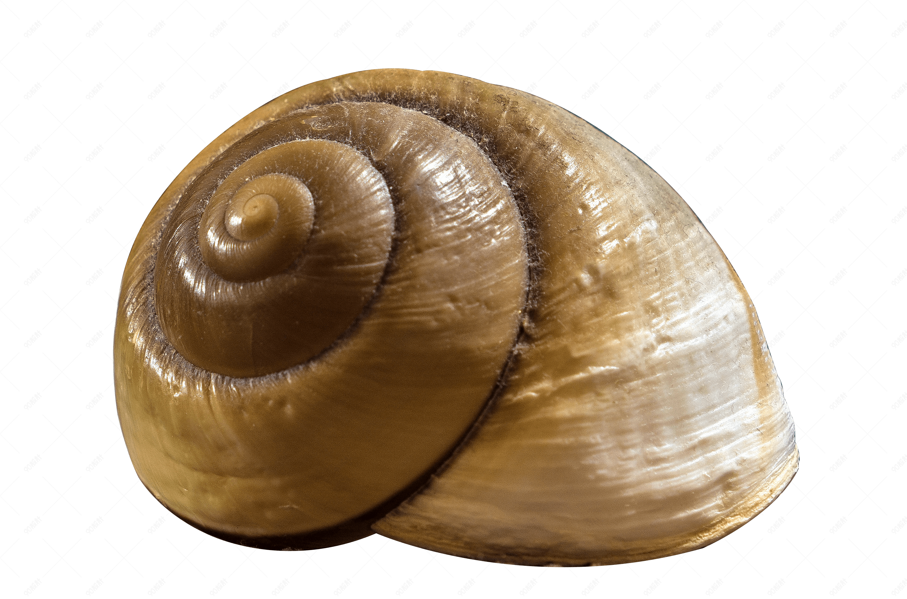 缩起头的蜗牛棕色的贝壳