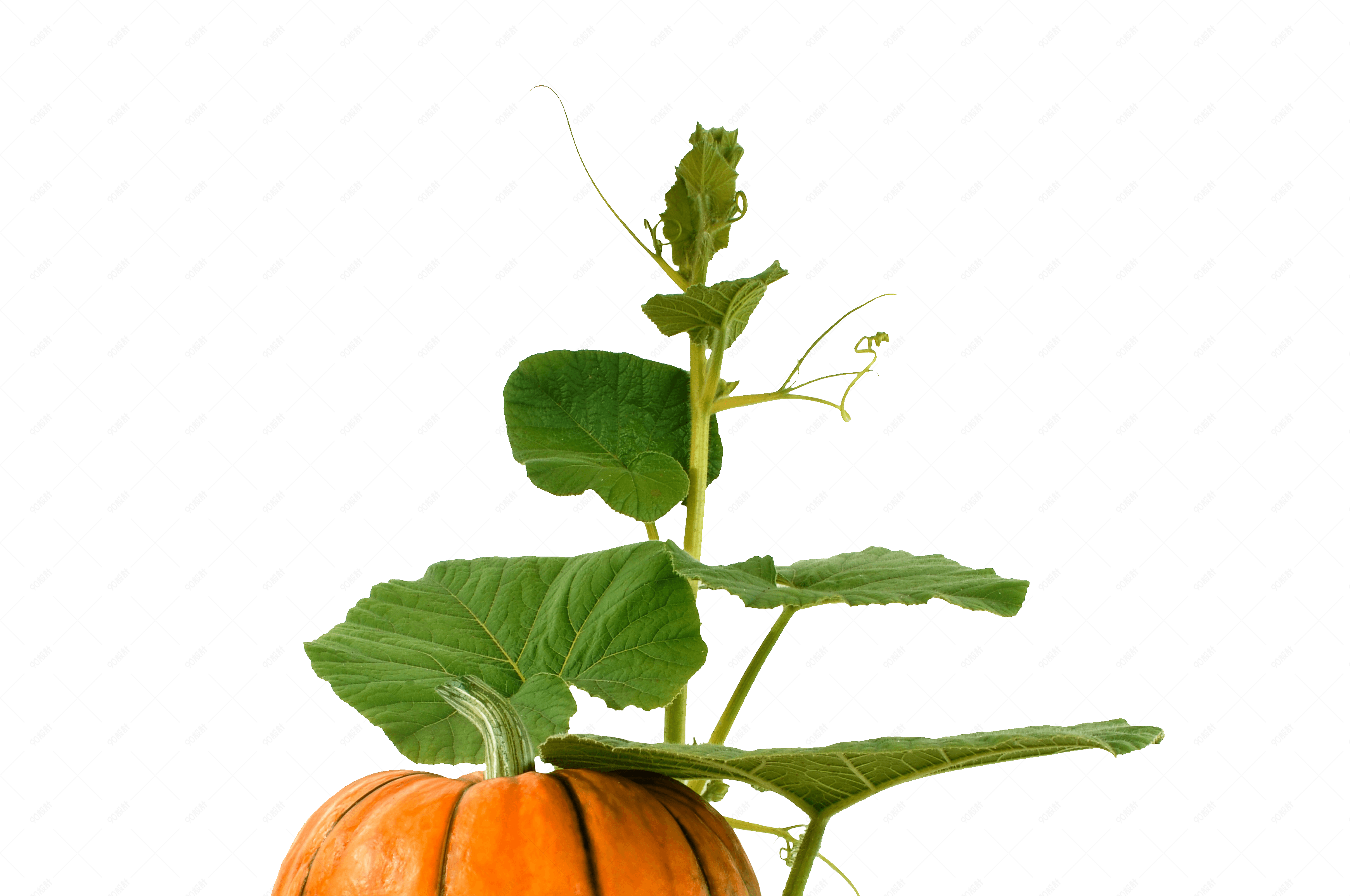 正在生长的南瓜绿叶茎干