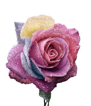 风雨中色彩斑斓的玫瑰花