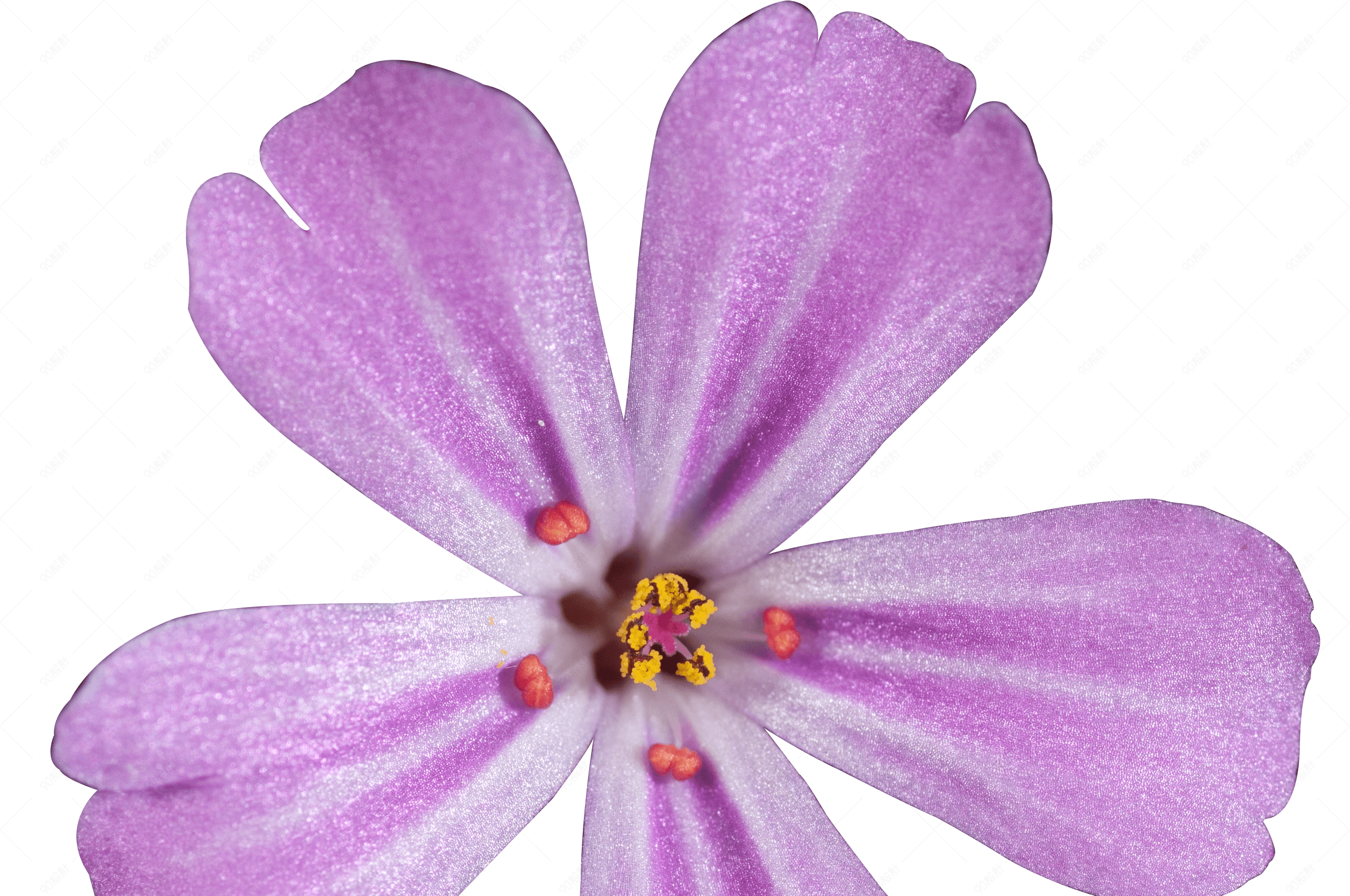 紫色五花瓣的花朵蓝花丹