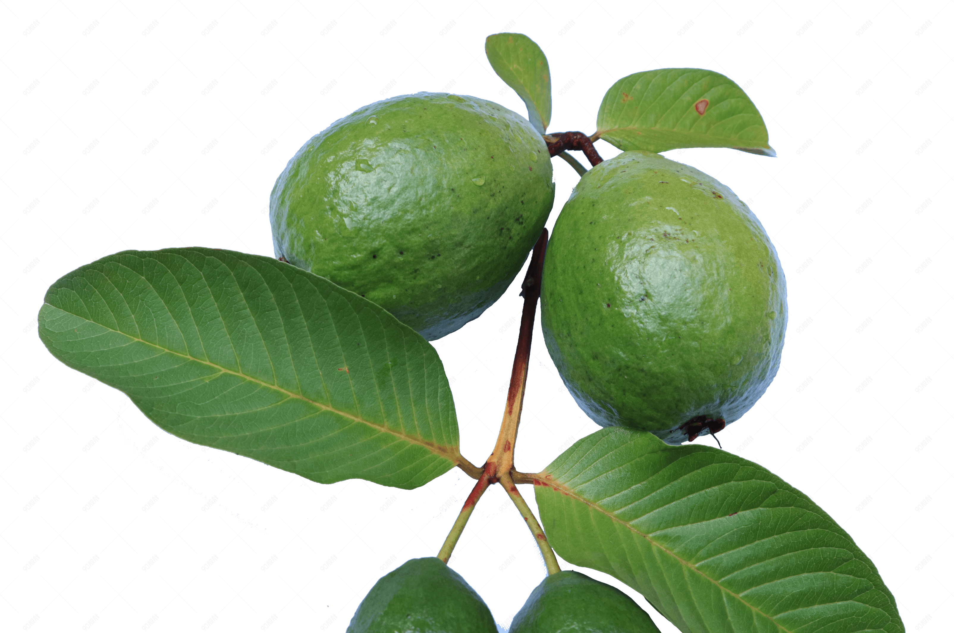 未成熟的绿色的番石榴