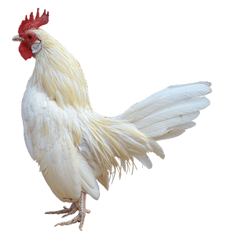 彩色公鸡图片大全