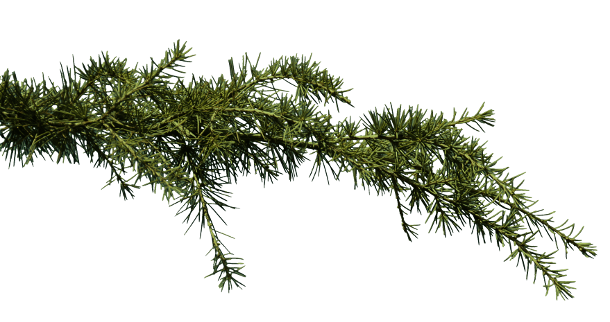 pngpsd2000*2000被雪覆盖的松树枝条pngpsd2000*2000