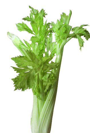 绿色有机蔬菜菜品芹菜