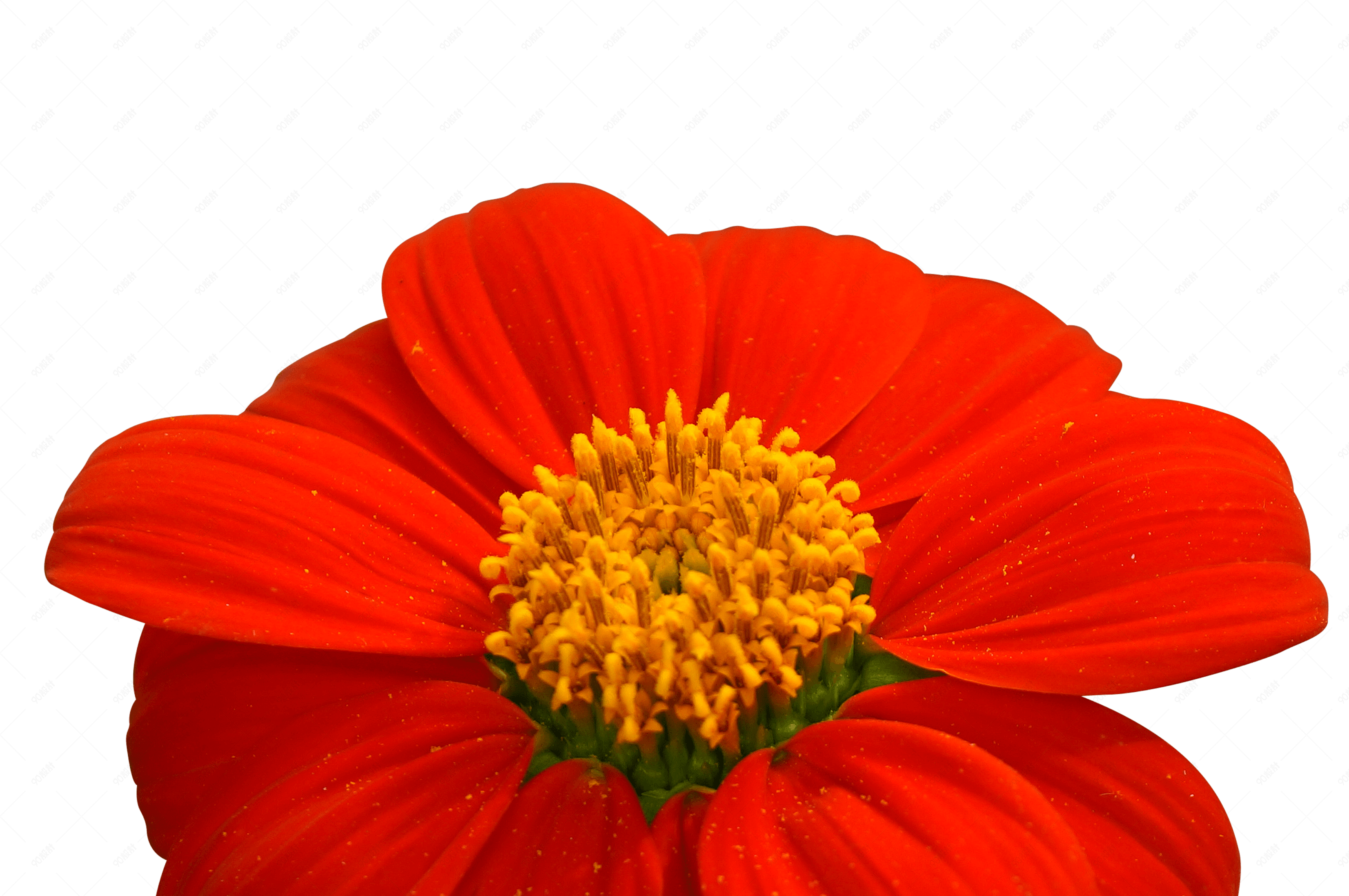 色彩鲜艳的红色肿柄菊