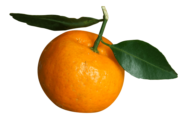 橙色植物水果带绿叶橘子