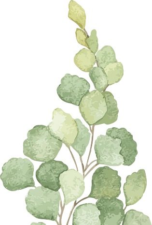 浅色系插画风格ins小清新植物节日素材