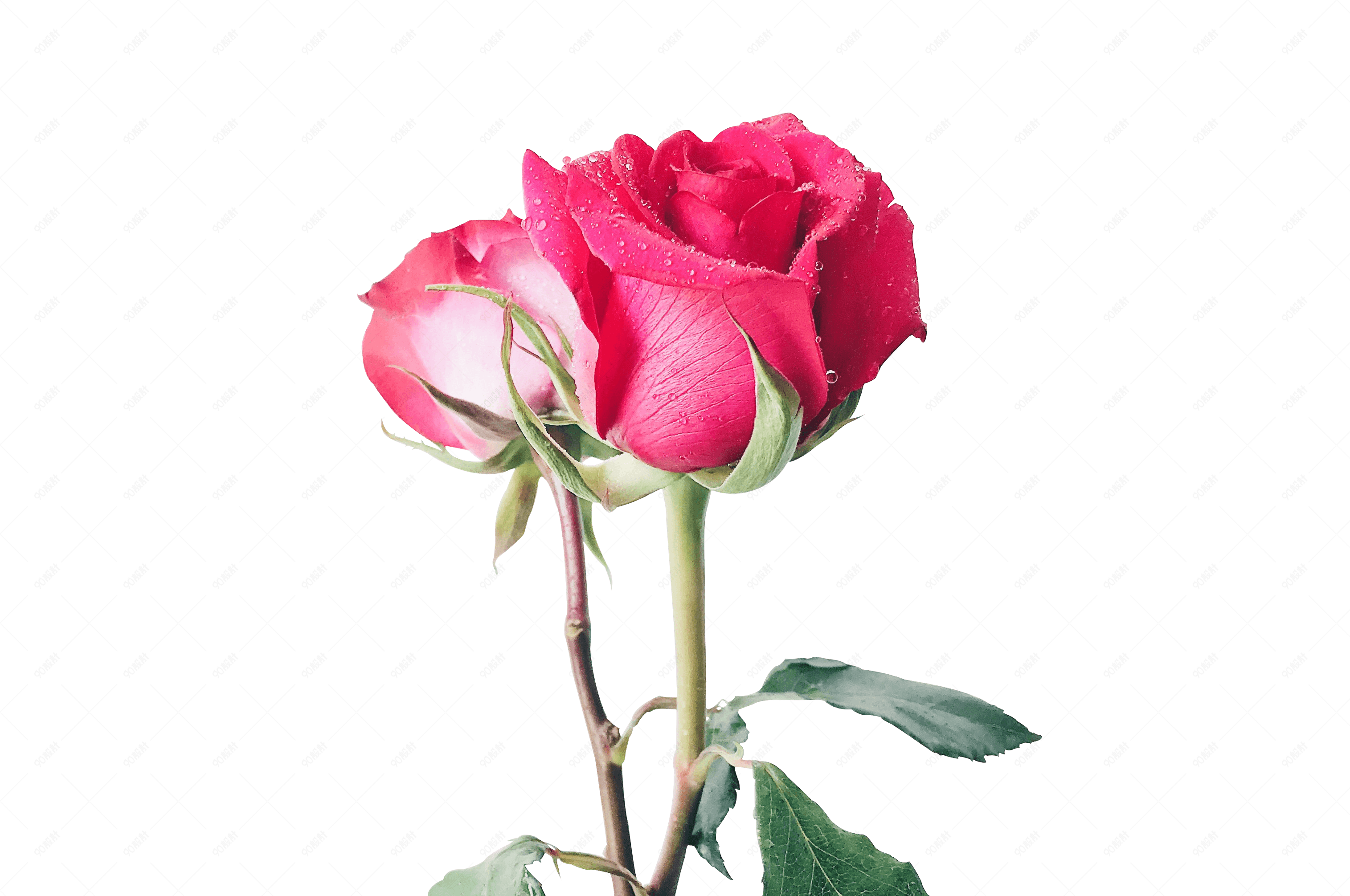 两朵玫瑰花图片唯美图片