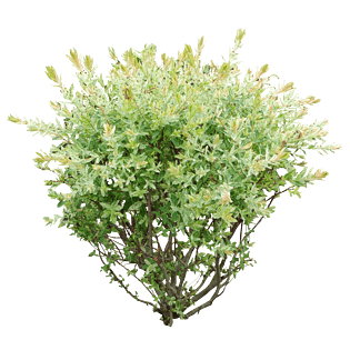 花朵灌木图片大全_花朵灌木图片素材【png免费下载】-90设计网