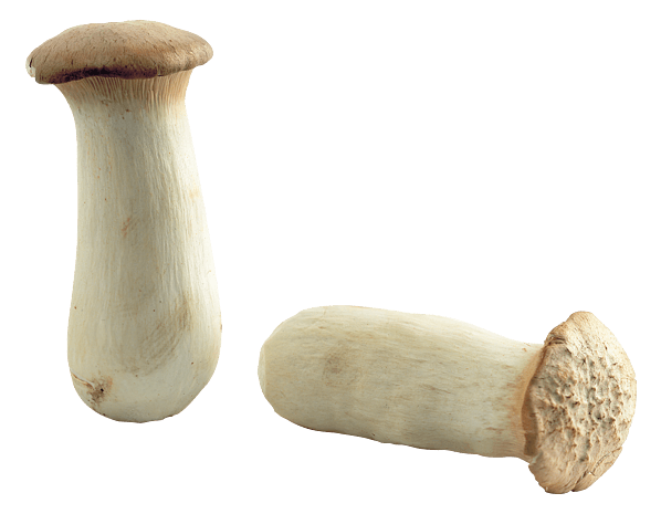 食用性菇类菌类杏鲍菇