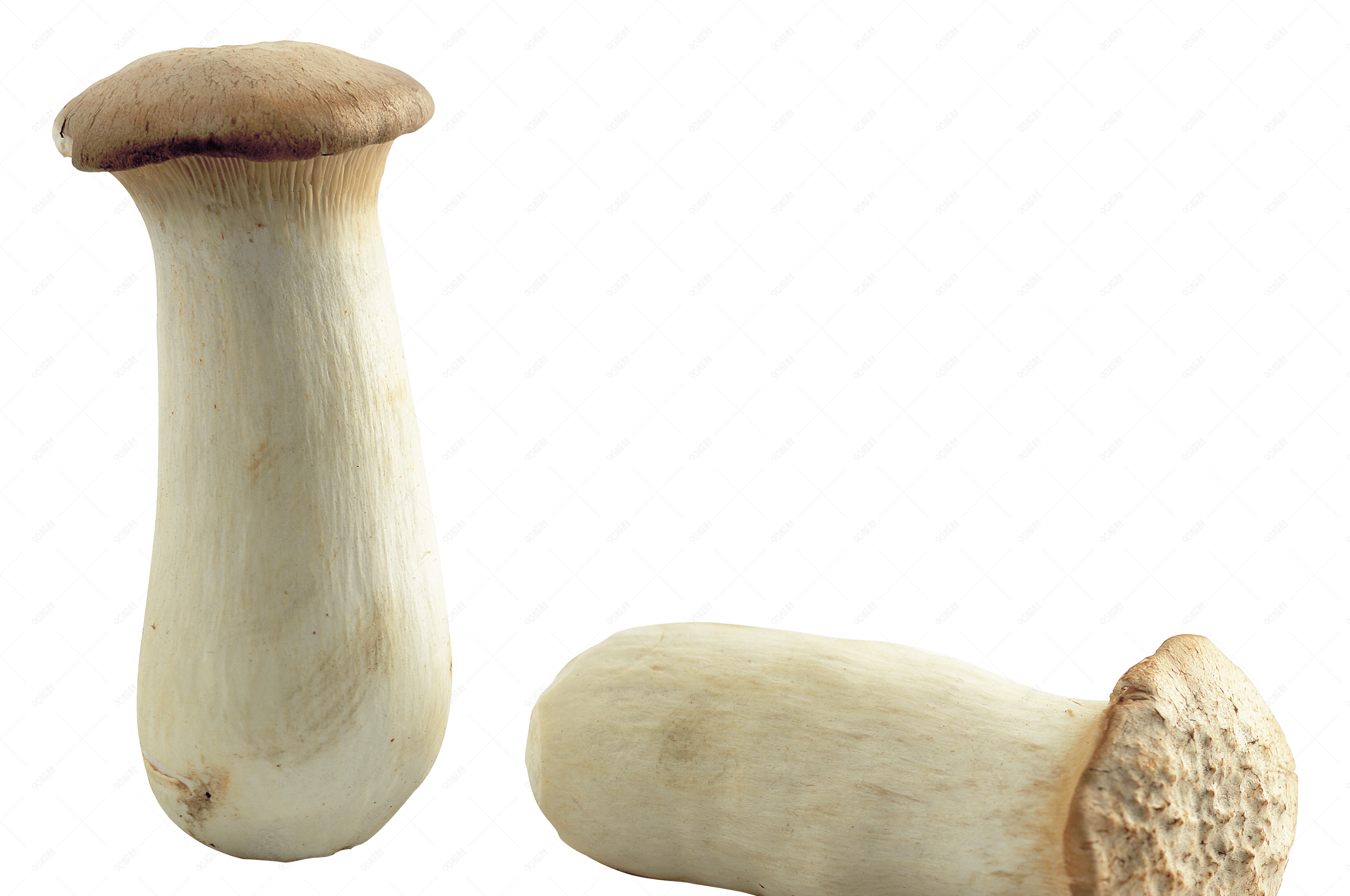 食用性菇类菌类杏鲍菇