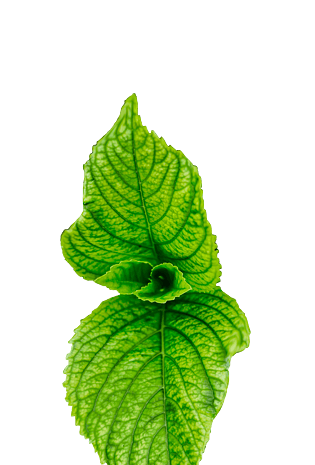 薄荷叶装饰植物绿色卡通叶子素材pngpsd2000*2000黄色枸杞蛋羹薄荷