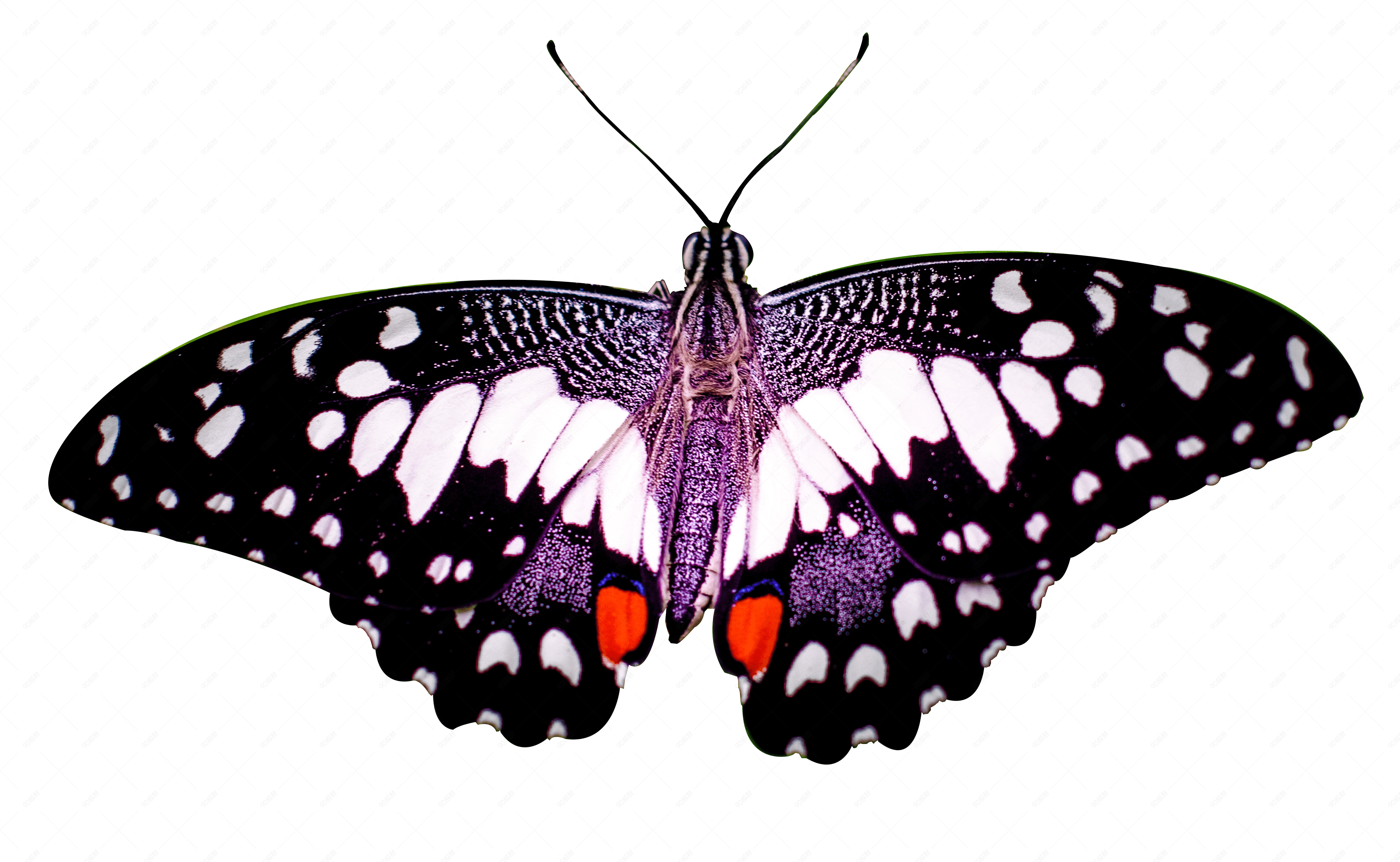 一只色彩斑斓的花蝴蝶