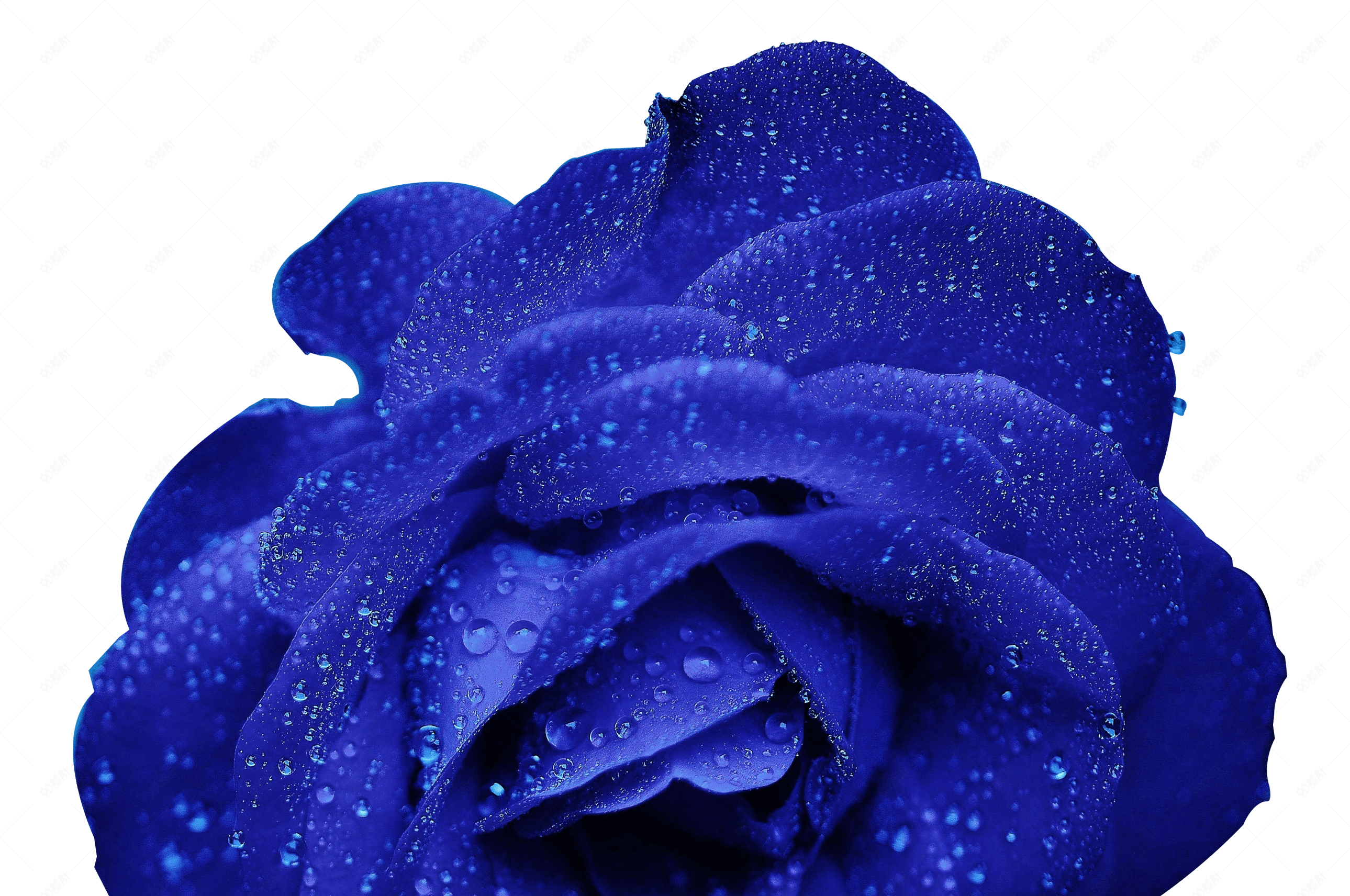 一朵沾染露水的蓝色玫瑰