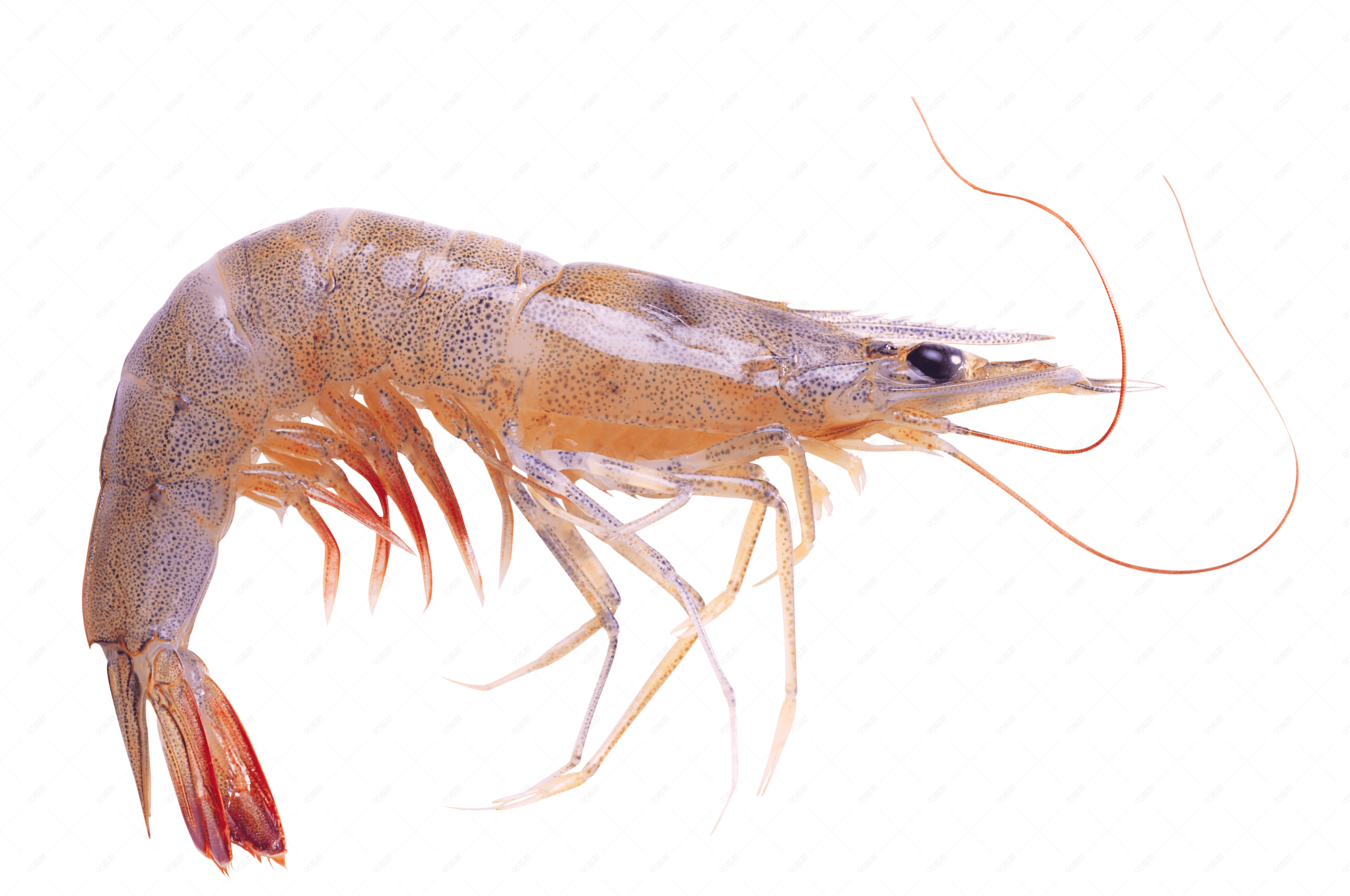 免扣新鲜的海虾素材png