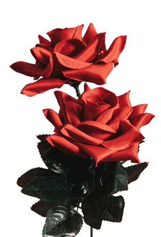 两玫瑰花图片大全