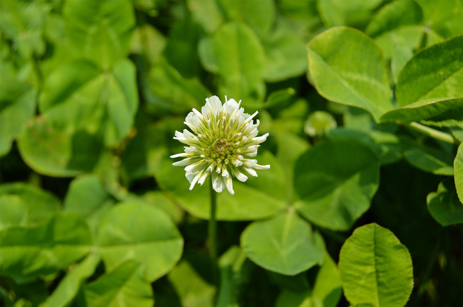春天万物复苏自然风貌生机绿植花卉摄影图