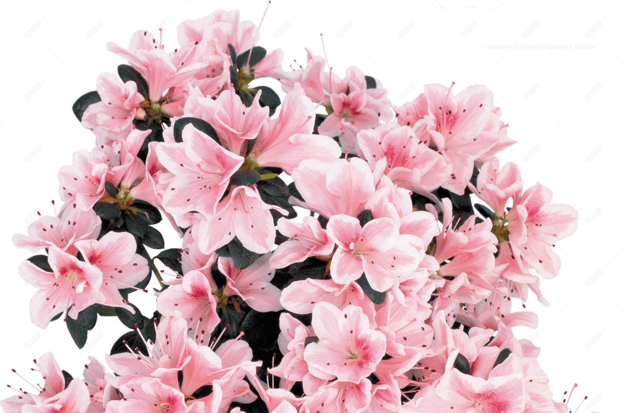 唯美的粉色杜鹃花装饰【免抠元素png】-90设计网