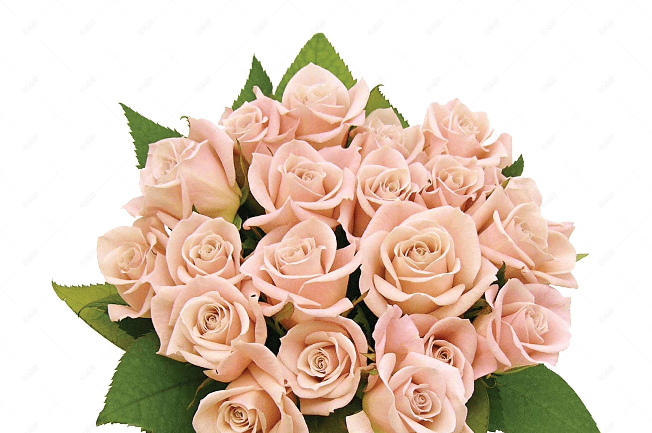 淡粉色的唯美鲜花png