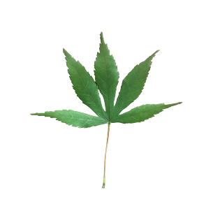 绿枫叶图片大全