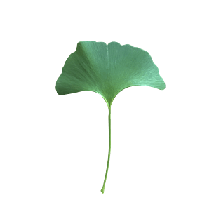 实拍绿色扇形银杏树叶