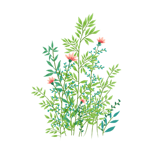 格桑花绿色叶子红色花