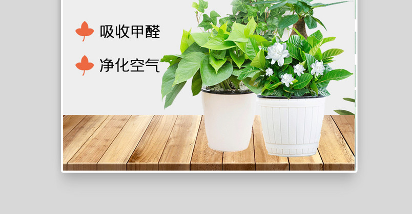 批发绿植花卉的都是到哪里拿的货呢