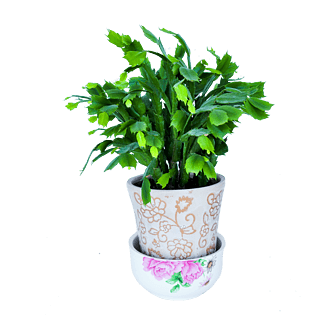 植物花卉绿植盆栽装饰实物摄影