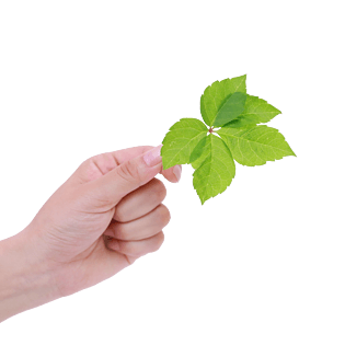 绿植叶子图片大全