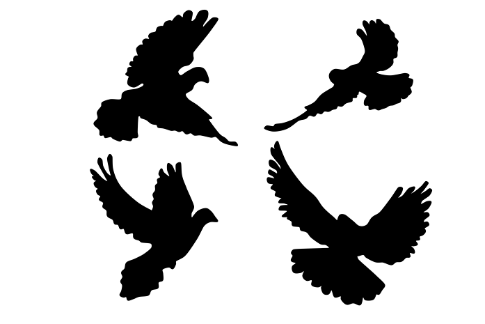 国庆节放飞和平鸽剪影