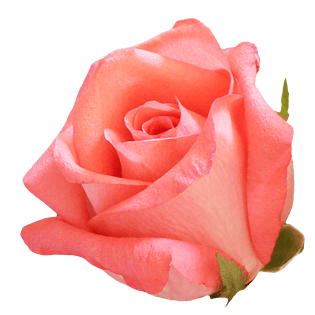 粉色玫瑰花实物免抠png素材