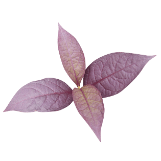 紫色树叶叶子实物免抠png素材