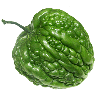 苦瓜手绘图片大全