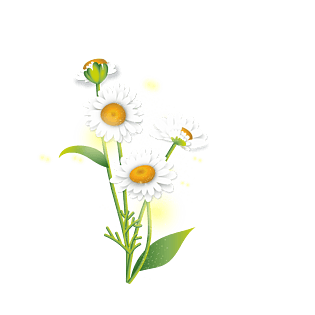 矢量重瓣花白色雏菊元素