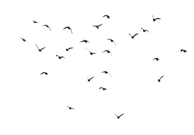 鸟剪影图片大全_鸟剪影图片素材【png免费下载】-90设计网