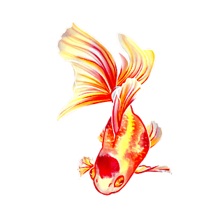 手绘水彩金鱼图案素材