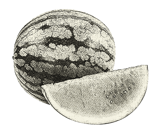 手绘线稿素描西瓜