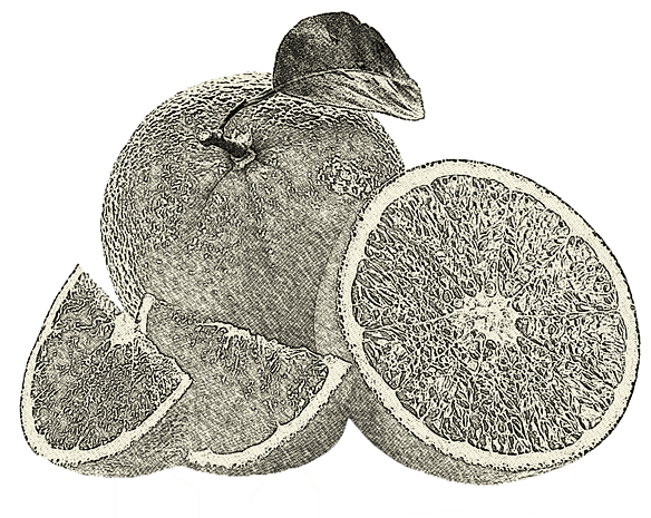 手绘水果黑白图片大全