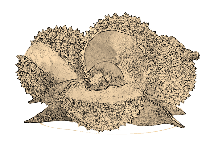 手绘线稿素描荔枝