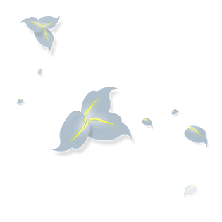 浅蓝素雅花瓣png素材