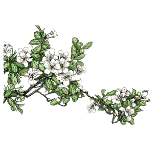春日手绘水彩风格梨花树枝