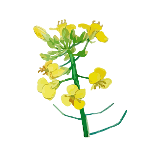 油菜花手绘水彩风格是免抠图