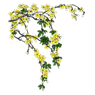 春日手绘风格迎春花树枝