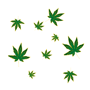 绿色枫叶漂浮春天绿叶