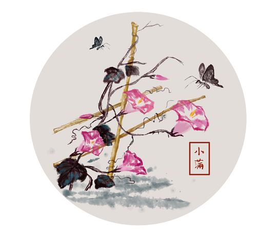 24节气小满节气牵牛花水墨画