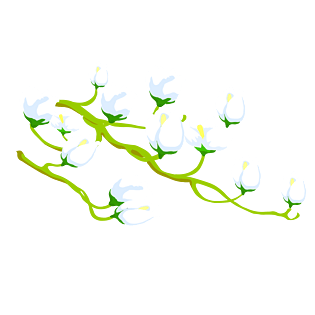 手绘卡通春天白色花朵