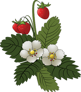 草莓园里长成熟的草莓叶子及花瓣