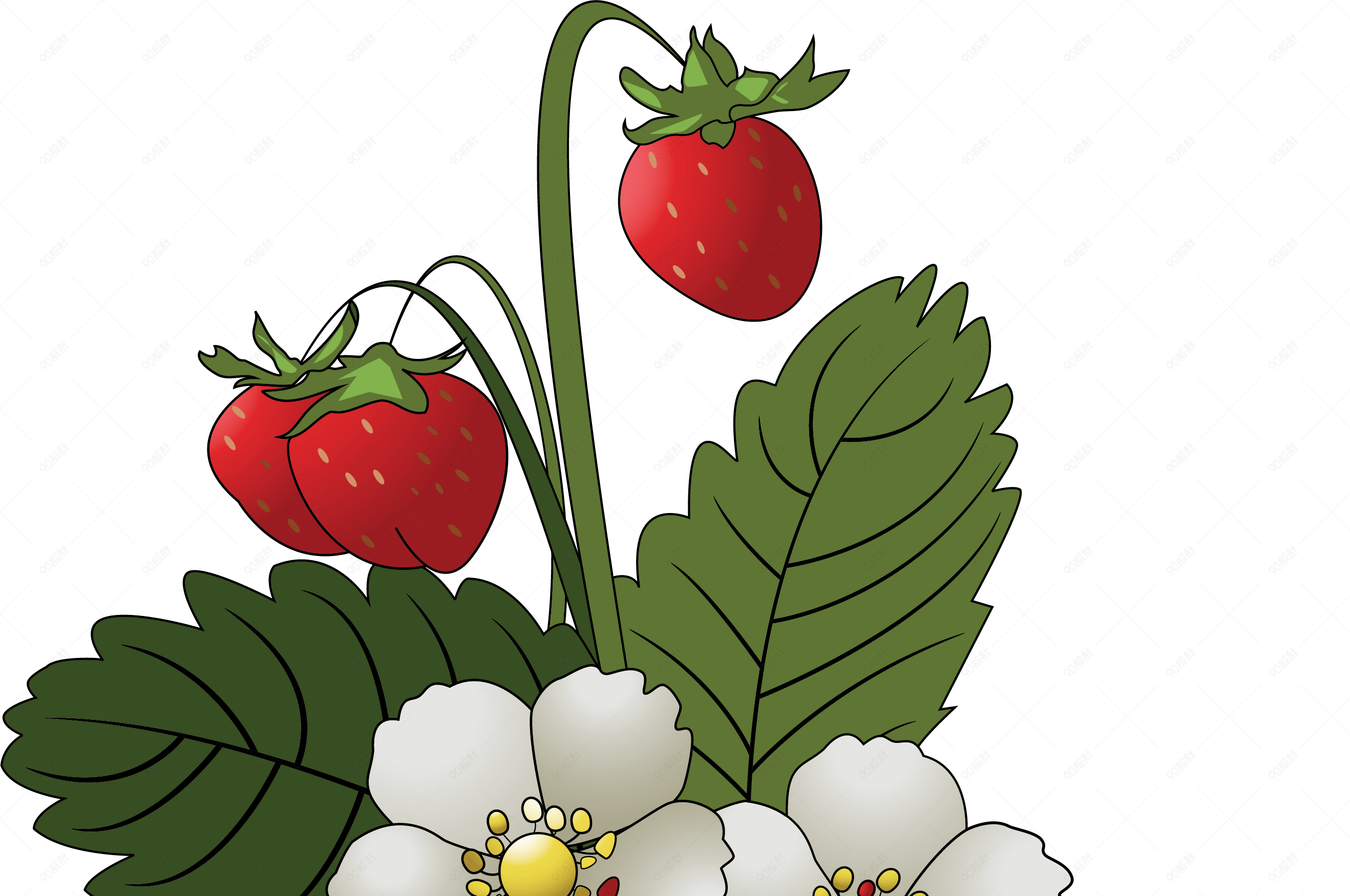 草莓园里长成熟的草莓叶子及花瓣