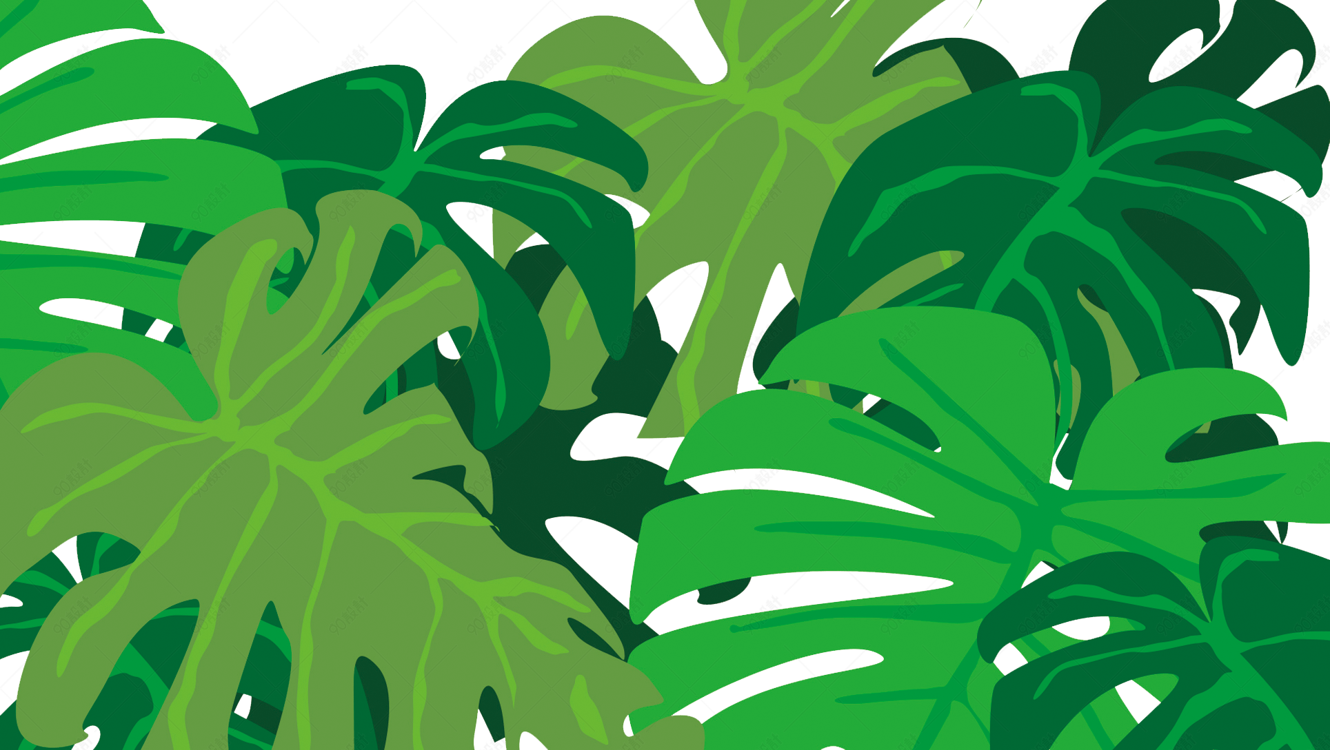 绿色龟背竹叶子背景