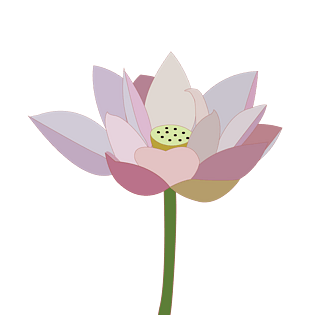 盛开中的粉红荷花